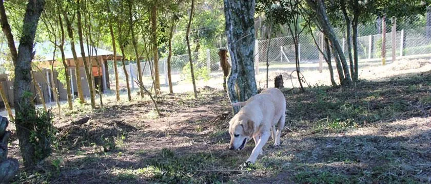 Imagem Sítio em Itapuã