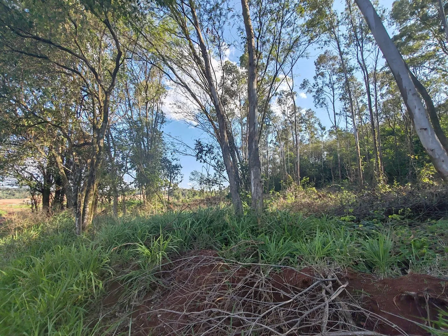 Imagem Chácara com 25.945 m² à venda em São Miguel do Iguaçu