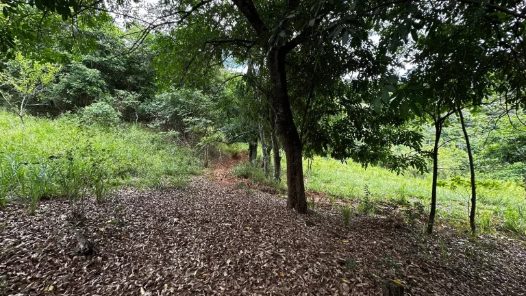 Imagem Terreno de aproximadamente 47 hectares no Periquito MG