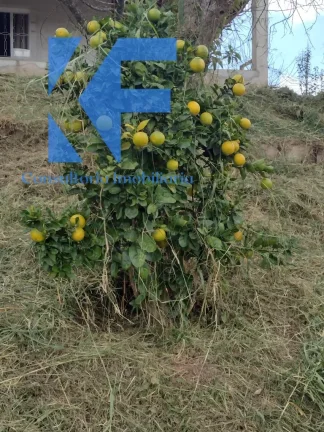 Imagem CHACARA TEMPORADA em TOLEDO - MG, Dos Formigas