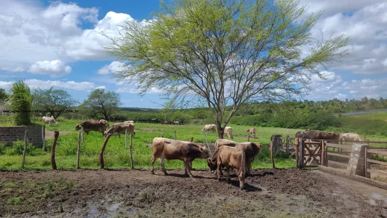 Imagem Terreno em Condomínio para Venda em Macaíba, Área Rural de Macaíba