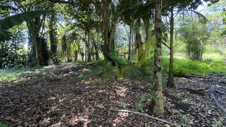 Imagem Oportunidade Única: Sítio Plano com Nascente e Lazer Completo em Bom Jesus