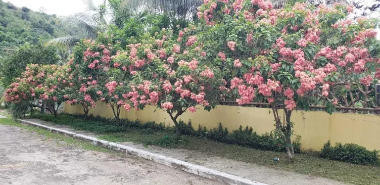 Imagem SITIO RESIDENCIAL em RIO DE JANEIRO - RJ, CAMPO GRANDE