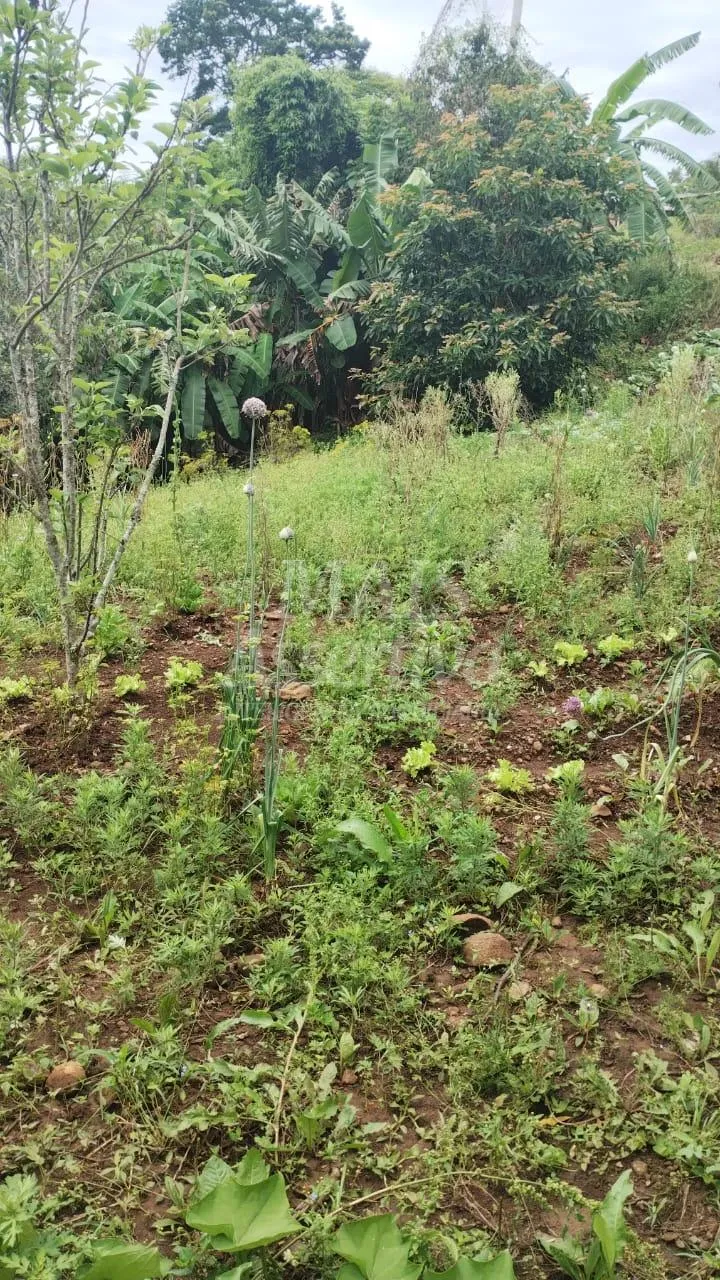 Imagem Chácara para venda em Santo Antônio da Patrulha Roça Grande