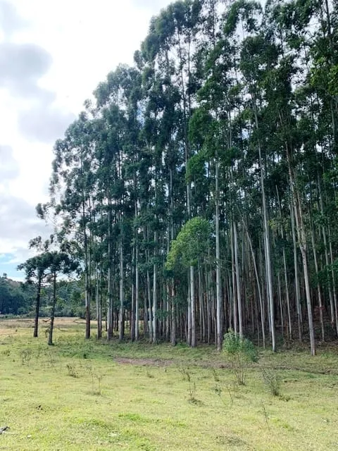 Imagem Chácara à venda 20000M², Aparição, Cunha - SP