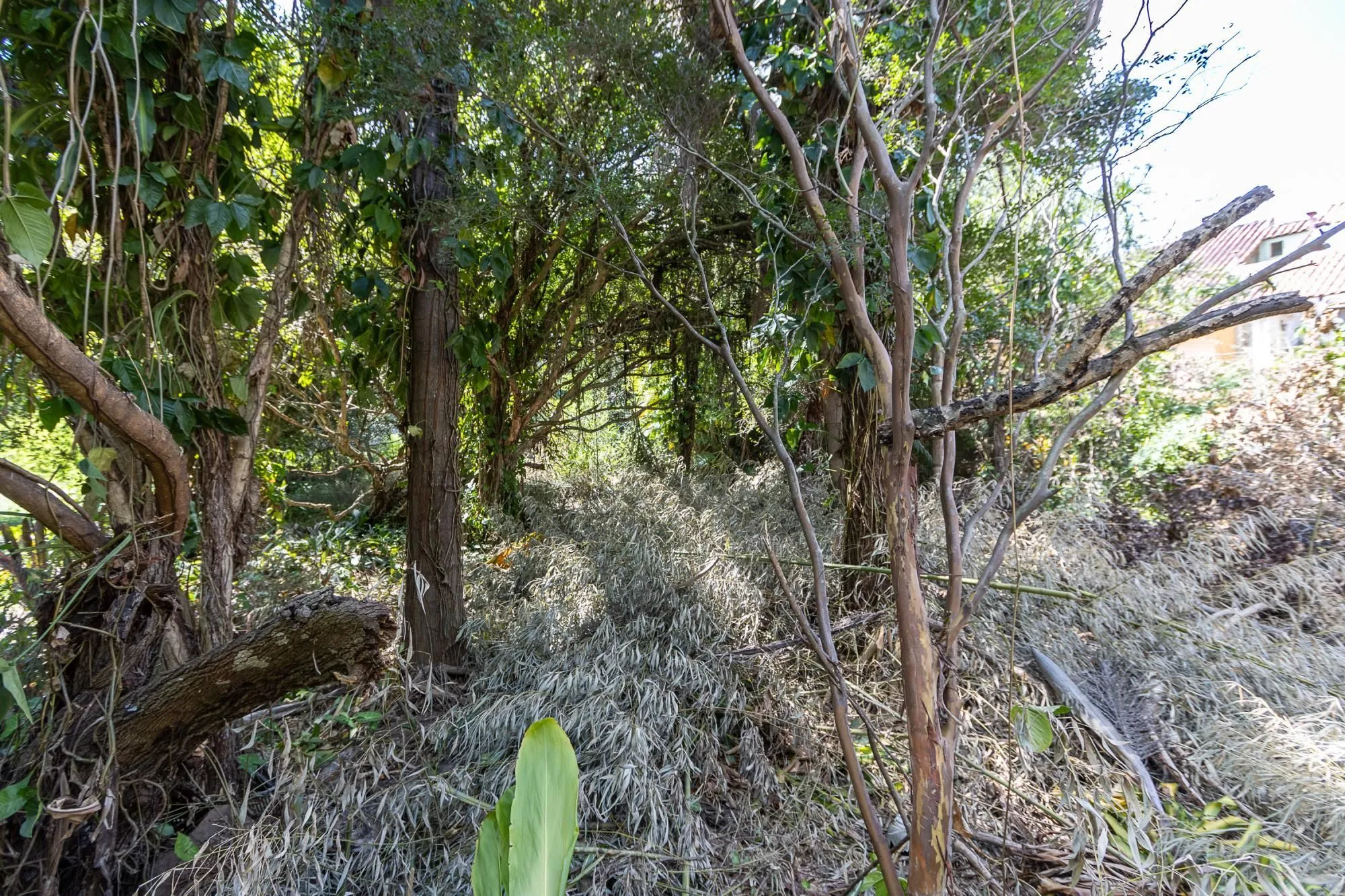 Imagem Terreno bairro Ipanema