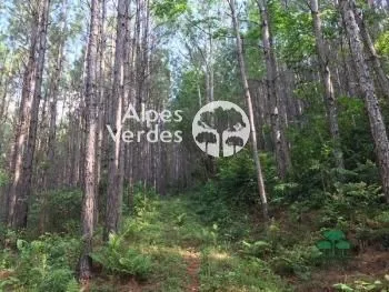 Imagem Terreno à venda, 7000 m2 por R$ 424.000,00 - Zona Rural - Canela/RS