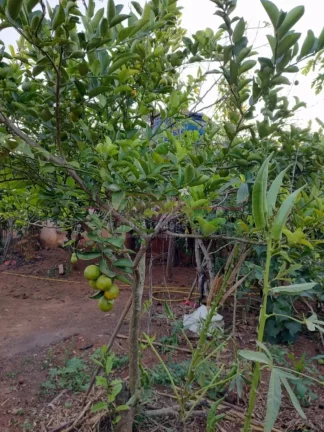 Imagem A Chácara tem 1000m2de terreno, casa com 3 dormitórios, sala ampla, cozinha, até gourmet e uma á...