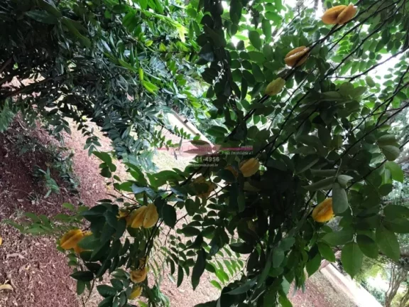 Imagem Chacara a venda com 4 suites dentro de condomínio