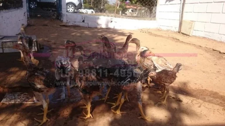 Imagem Sitio a venda em Boituva