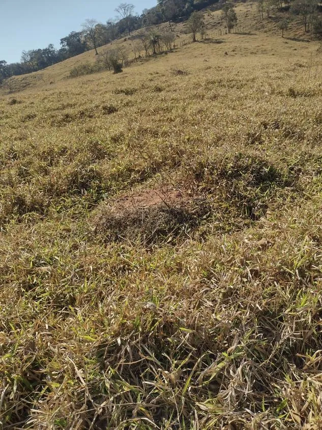 Foto do imóvel Terreno à Venda em Crucilândia 3 Hectares de terra