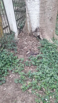 Imagem alugo ou vendo terreno 2.200 metros km 26 da Rdovia Raposo Tavares