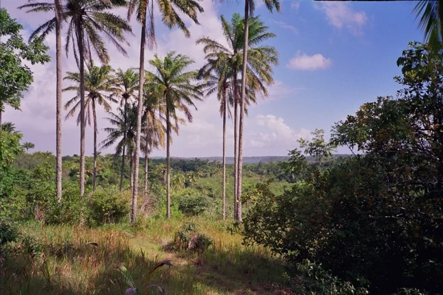 Imagem Ilha São Jerônimo