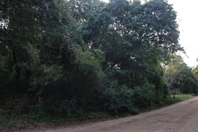 Imagem Lindos terrenos (2), belíssima mata nativa, privativo, Águas Claras