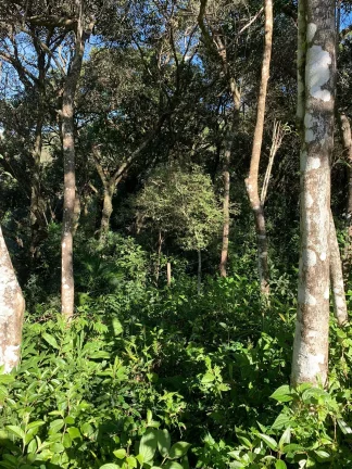 Imagem Terreno à venda em Garopaba-SC, bairro Ambrósio, 600m² de área! Oportunidade única!