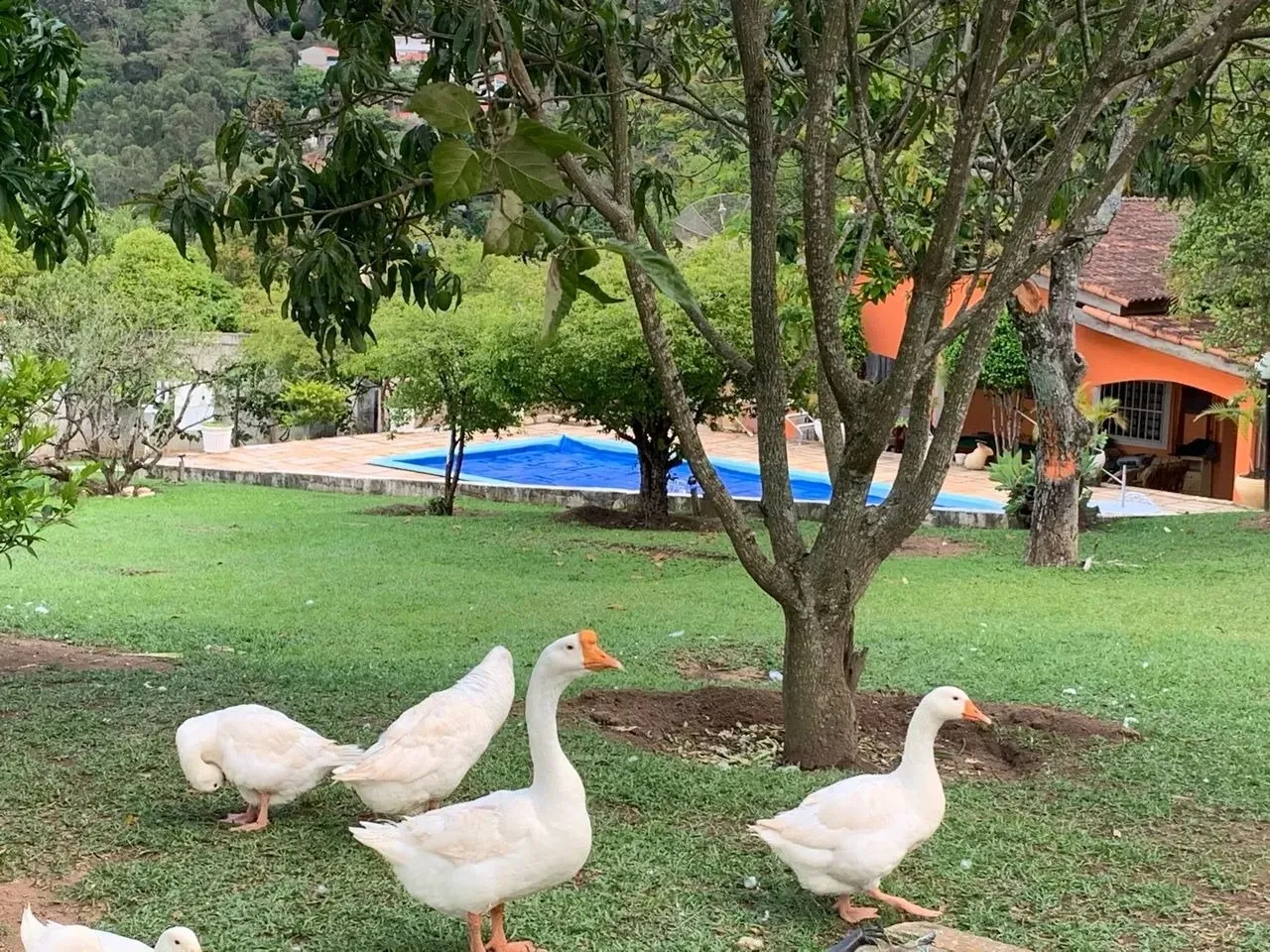 Imagem Chácara de Luxo em Mairinque-SP: 5 quartos, 2 salas, 3 banheiros e 250m² de área no bairro Dona Catarina!