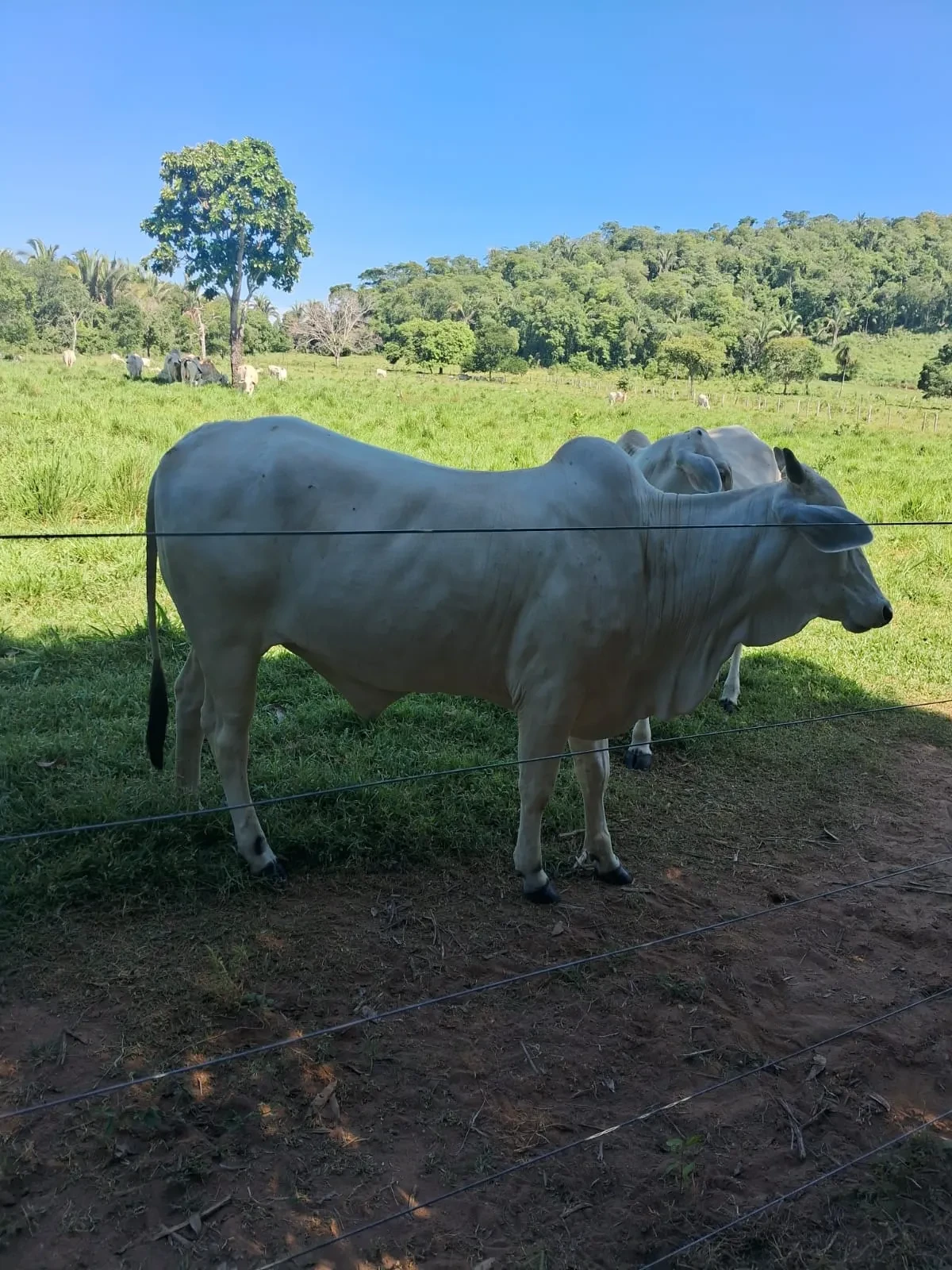 Imagem Chácara à Venda, 25000 m² em Poção - Cuiabá