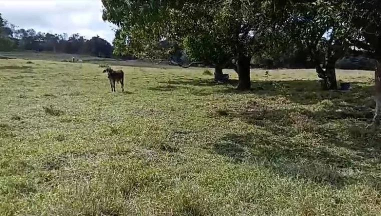 Imagem Sitio com água abundante - OPORTUNIDADE no Interior de São Paulo