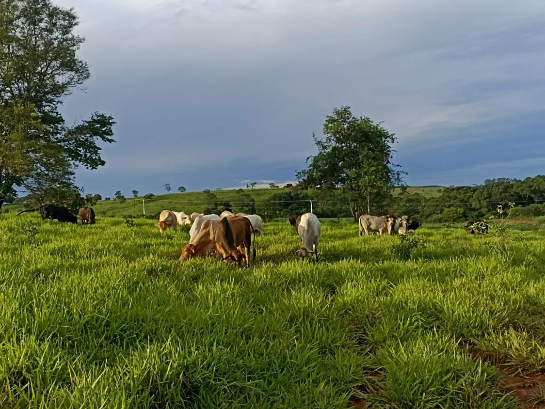 Imagem Terreno a venda de 24,3 hectares às margens do Rio Picão