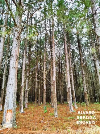 Imagem EXCELENTE FAZENDA COM PINUS A VENDA NA REGIÃO DE ITAPETININGA-SP