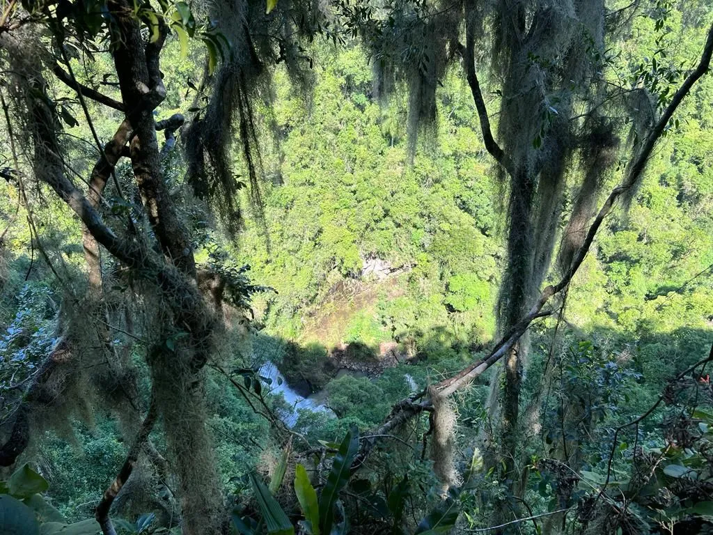 Imagem Terreno à venda em Gramado, Carazal, 20000m2