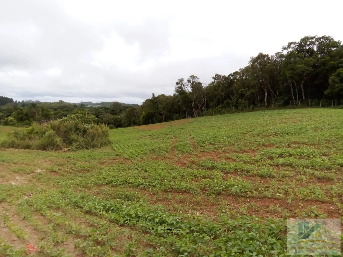 Imagem Terreno para Venda em São José dos Pinhais, Contenda, 1 dormitório