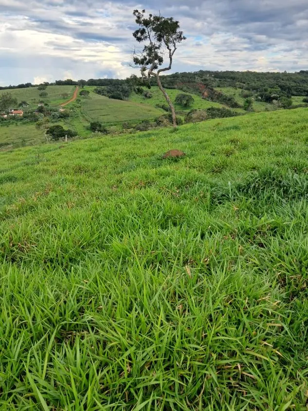 Imagem VENDE-SE FAZENDA EM PASSA TEMPO / MG área total de 100 hectares