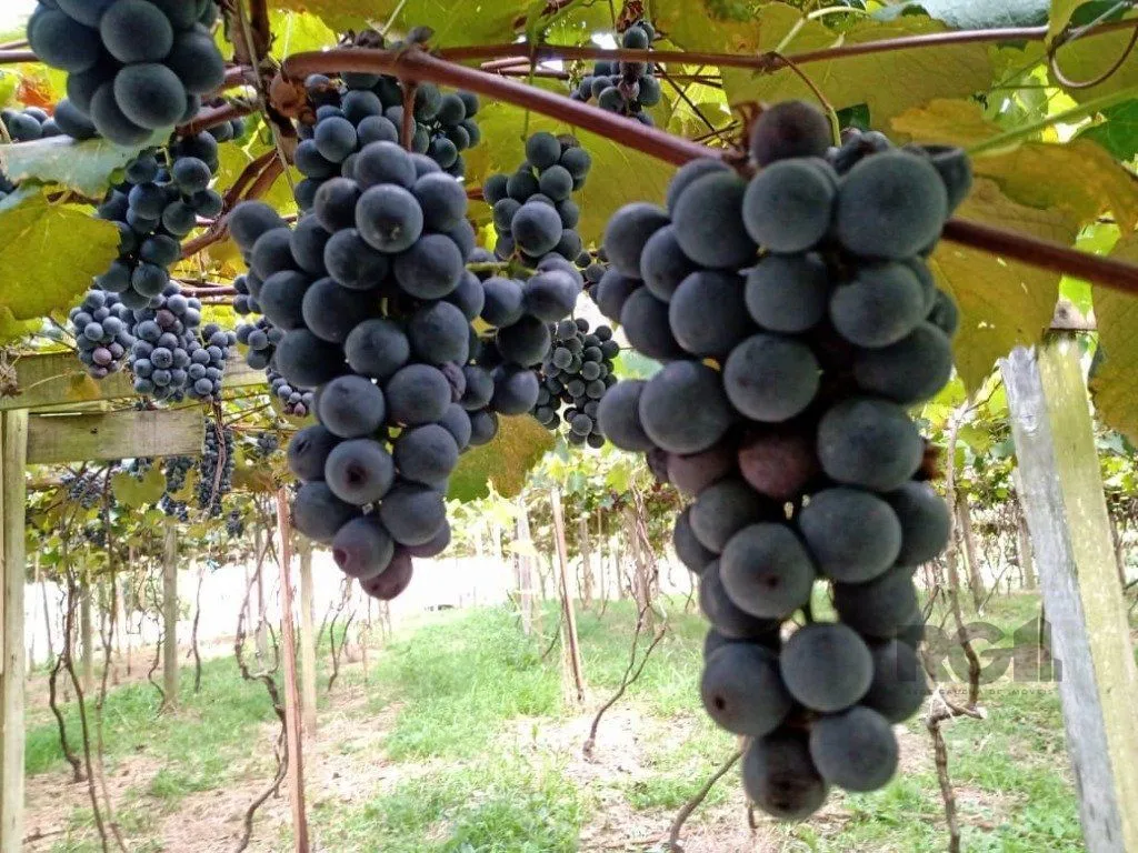 Imagem Fazenda em Zona Rural