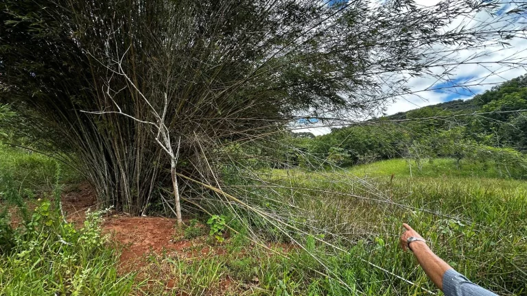Imagem Terreno de aproximadamente 47 hectares no Periquito MG
