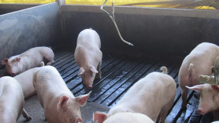 Imagem Granja para Venda em Lindóia do Sul, Centro