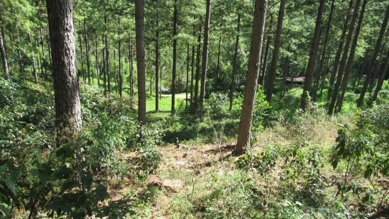 Imagem Área Agrícola para Venda em Jaborá, Rural