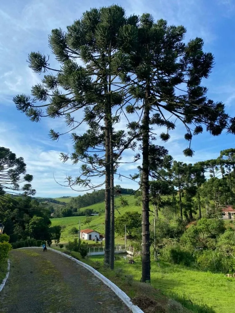 Imagem Chácara à venda 7 Quartos, 4 Suites, 145000M², Zona Rural, Cunha - SP