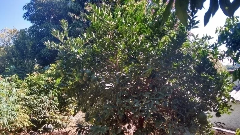 Imagem Chácara Lazer e Moradia em Socorro!