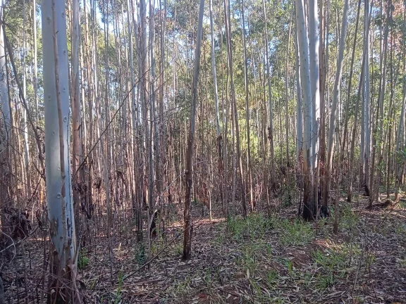 Imagem Excelente Área para Investimento - 29 Hectares, Pimenta, Viamão/RS