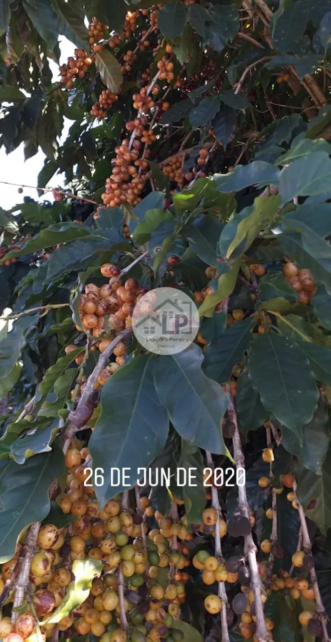 Imagem Fazenda de Café à Venda na Região do Alto Paranaíba - Minas Gerais