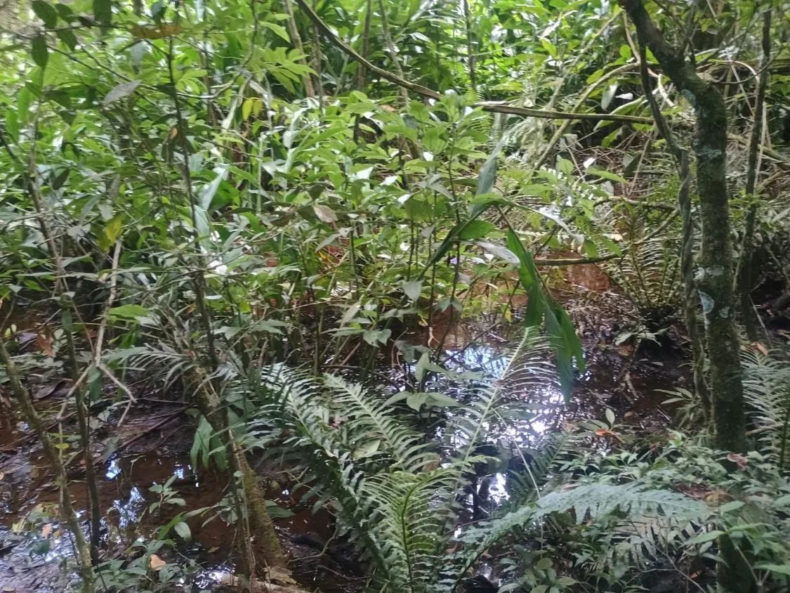 Imagem Excelente terreno rural com área de 10 hectares a venda em PASSA TEMPO/MG