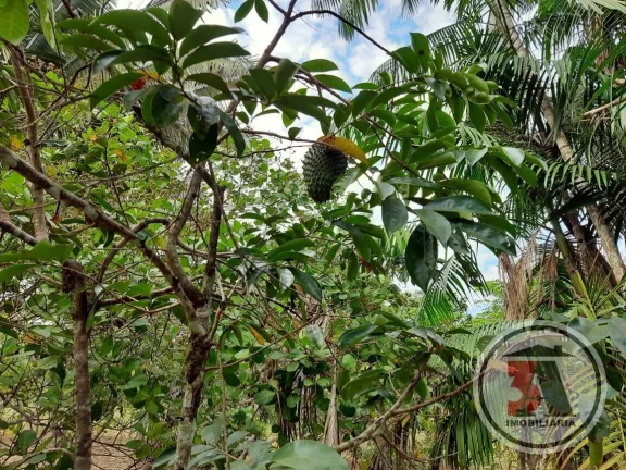 Imagem Sitio Estrada Belmont - 20.43 hectares