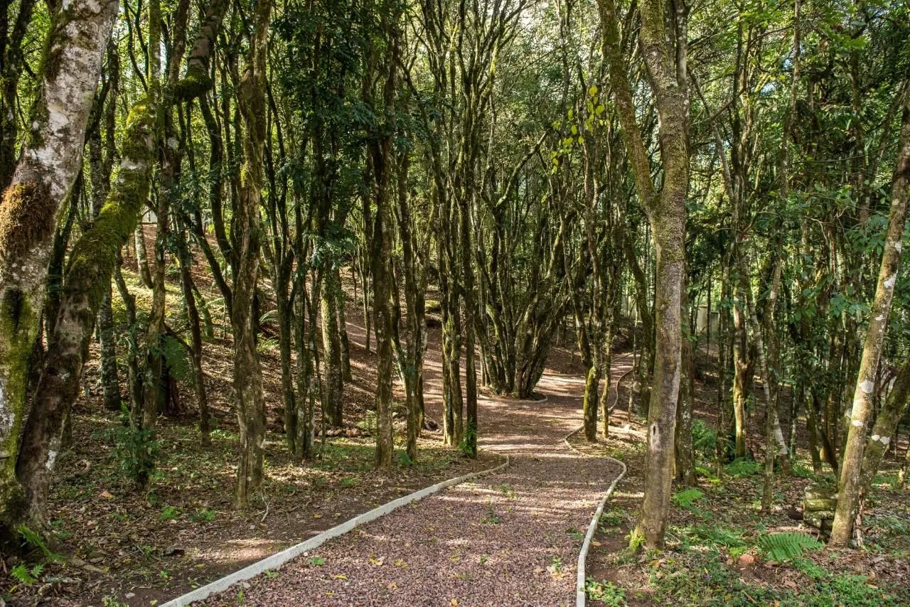 Imagem Lote à venda em Caxias do Sul, Pedancino, 1038m2