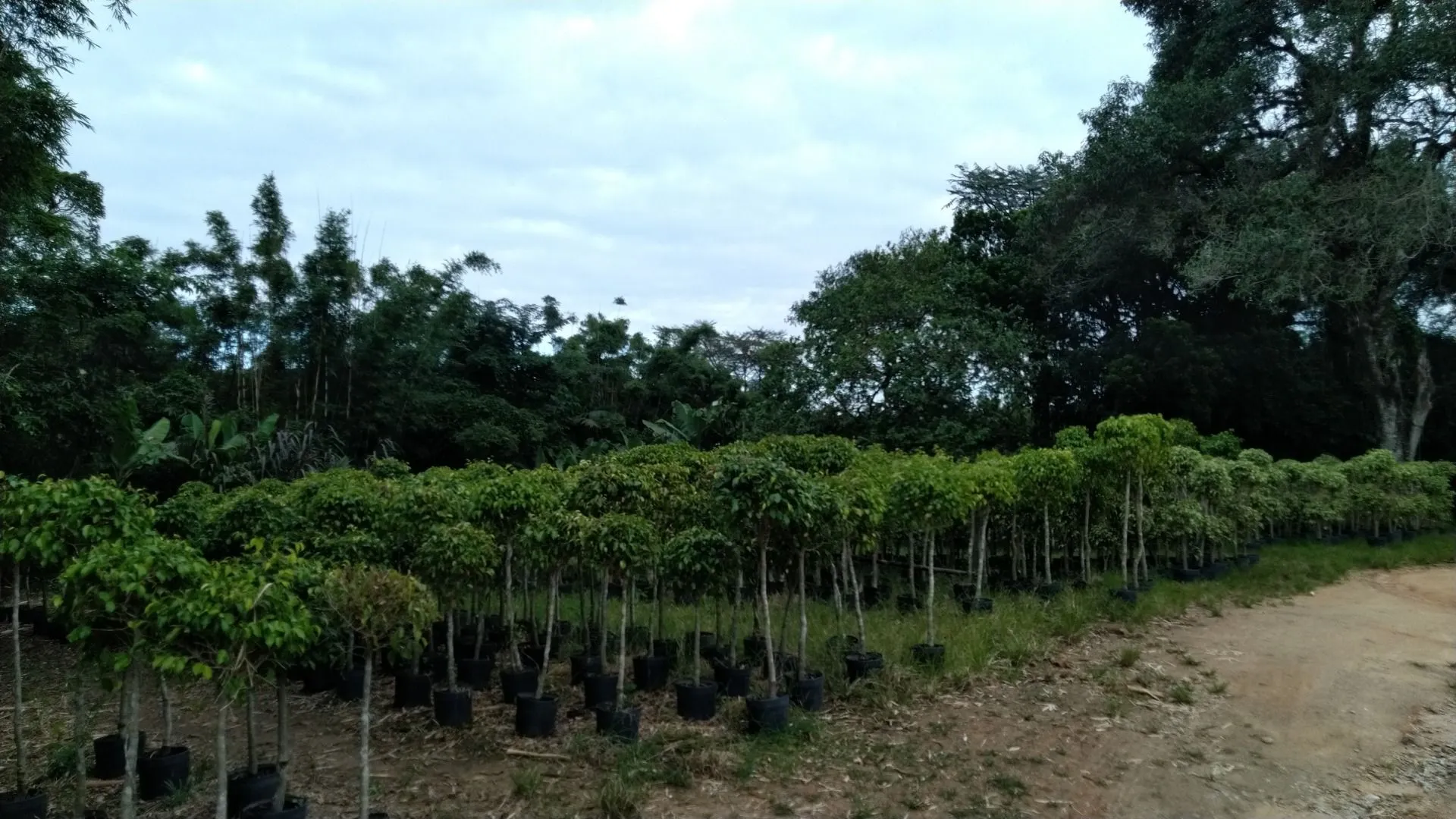Imagem Sítio à venda com , 26.000m² em Tijuquinhas (Guaporanga) Biguaçu