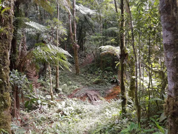 Imagem Sitio com 6 alqueires Tapiraí
