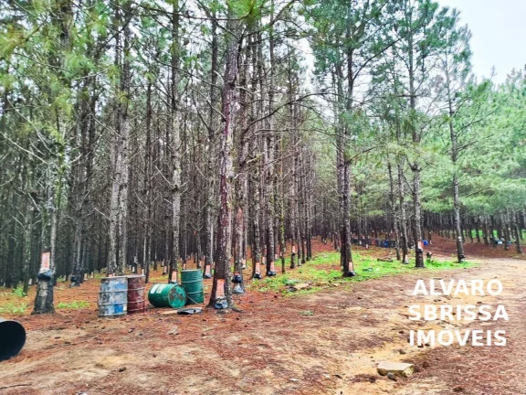 Foto do imóvel EXCELENTE FAZENDA COM PINUS A VENDA NA REGIÃO DE ITAPETININGA-SP