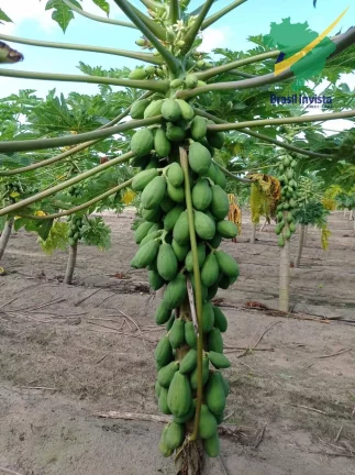 Imagem FAZENDA COM EXCELENTE PRODUÇÃO PRÓXIMA A PORTO SEGURO