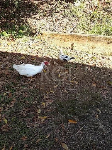 Imagem Casa com 3 dormitórios no bairro Vila Imperial/ Gravataí