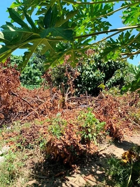 Imagem Terreno à venda 330M², Cidade Nova, Pindamonhangaba - SP