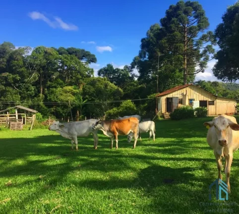 Imagem Sítio ótima localização, documentada, 15 alqueires com casas, Tijucas do Sul - PR