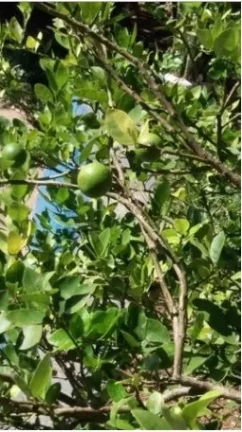 Imagem Chácara Atibaia Aceita Permuta Apto Zona Norte SP!