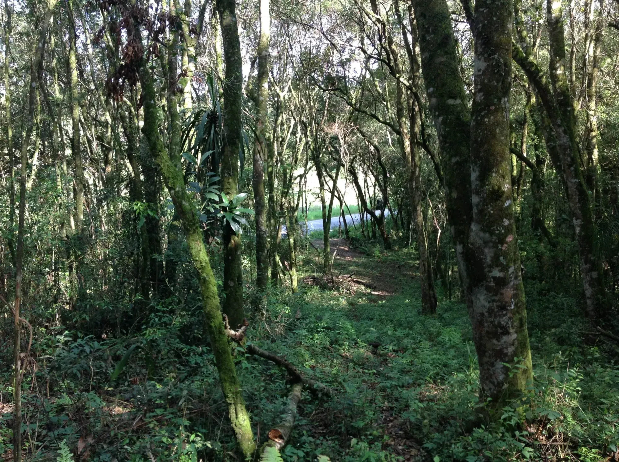 Imagem Terreno em Condomínio à Venda, 3.437 m² em Vila David Antônio - Campo Largo