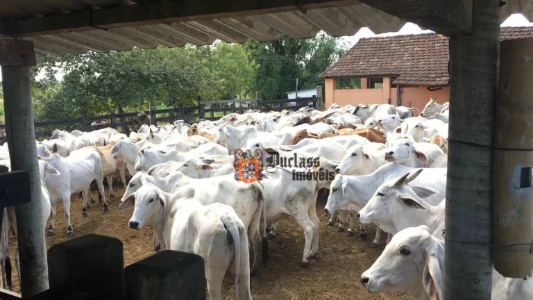 Imagem Fazenda à venda, 52 alqueires por R$ 9.100.000 - Estrada de São Vicente - Araruama/RJ