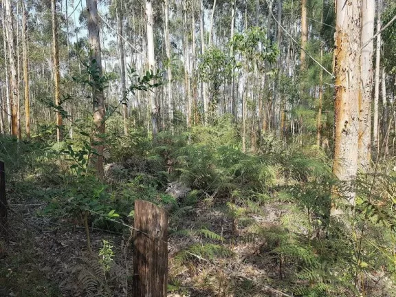 Imagem Área Rural 5 Alqueires - 3 Barras de Cima - Bateias!
