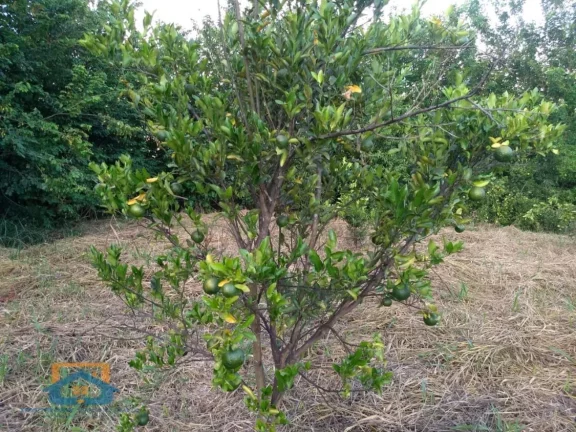 Imagem Chácara de 5.000m² em Bom Jesus do Galho